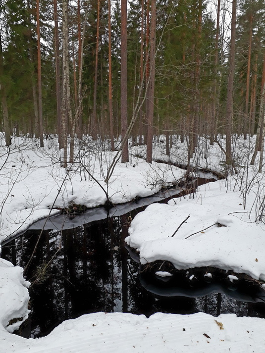 Kevättalvinen metsä. Kuva: Tiina Manni-Lindqvist, Kotus.