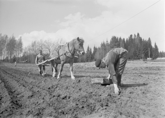 Perunoiden istutusta Sipoossa 1960-luvulla. Hevonen vetää auraa.