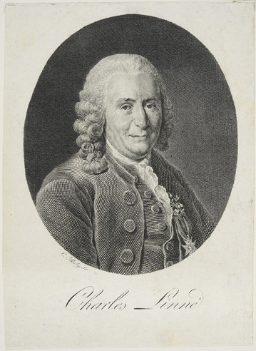 Carl von Linnén muotokuva. Kuparikaiverrus. Kaivertaja: Boilu, Charles-Ange. 1770-luku. Kuva: Museovirasto.