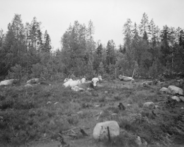 Lehmiä laitumella metsässä. Suojärvi, 1935. Kuva: Auvo Hirsjärvi. Museovirasto. CC BY 4.0.