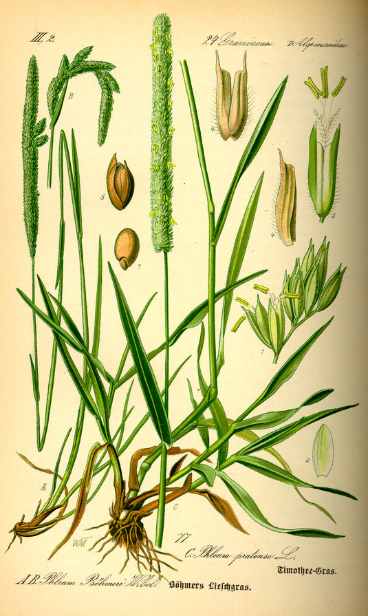Timotei-opetustaulu teoksesta Flora von Deutschland, Österreich und der Schweiz, 1885. Kuva: Wikimedia Commons. Public domain.