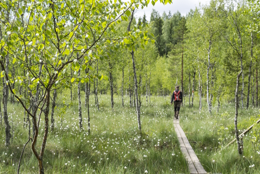 Kurjenrahka. Kuva: Päivi Niemi. Vastavalo.