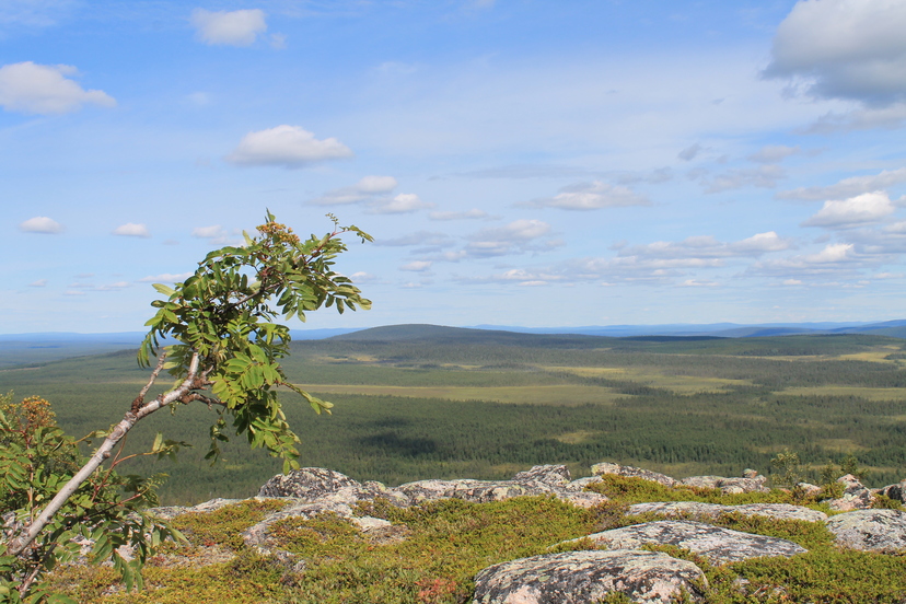 Tunturilla. Kuva: Vesa Heikkinen, Kotus.