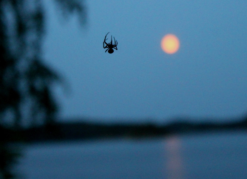 Hämähäkin kuutamourakka. Kuva: Vesa Heikkinen, Kotus.