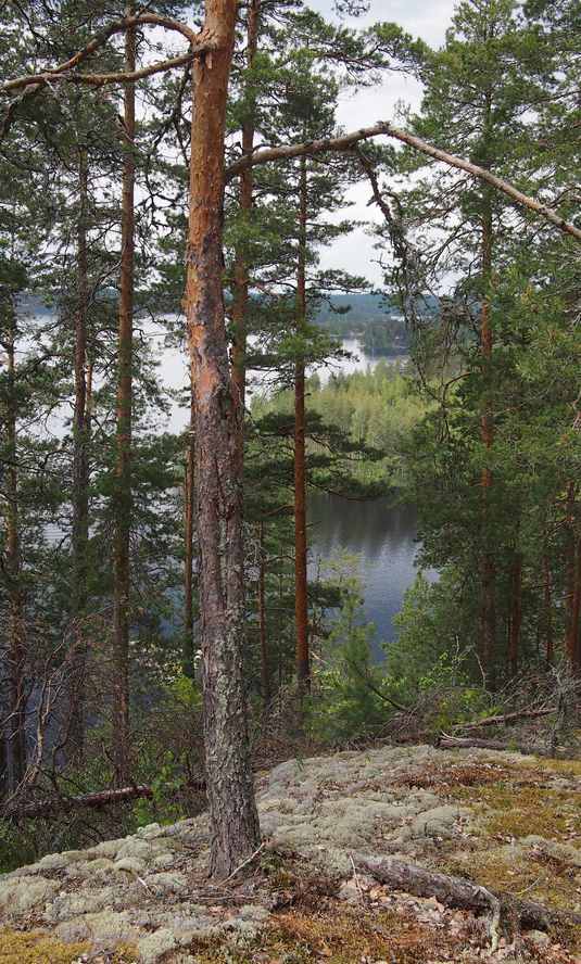 Mänty Pihlajavedellä. Kuva: Ilona Paajanen, Kotus.