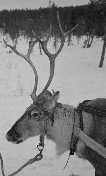 Poro valjaissa (v. 1942). Kuva: A. Vallinheimo. Sotamuseo.