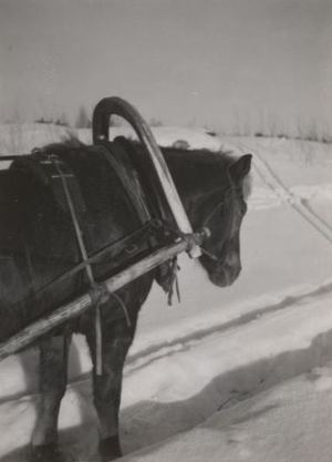 Hevonen ajossa (Juva v. 1938). Kuva: Arvo Inkilä. Suomen murteiden sana-arkisto, Kotus.