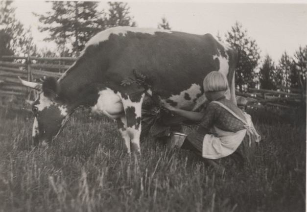 Tyttö hätistelee lehmästä kärpäsiä (Lemi v. 1933). Kuva: Veikko Ruoppila. Suomen murteiden sana-arkisto, Kotus.
