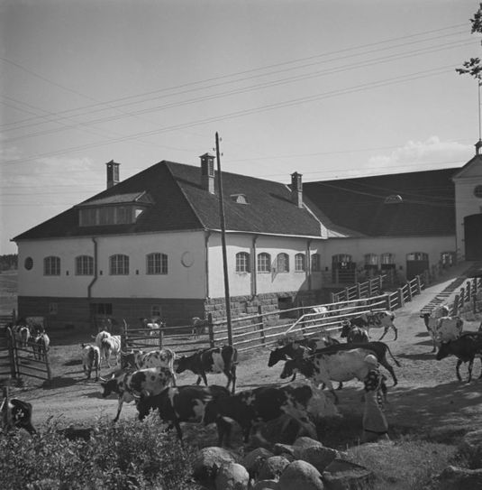 Hämeenkylän kartanon karja päästetään laitumelle. Helsingin maalaiskunta, 1936. Kuva: Pekka Kyytinen. Museovirasto. CC BY 4.0.