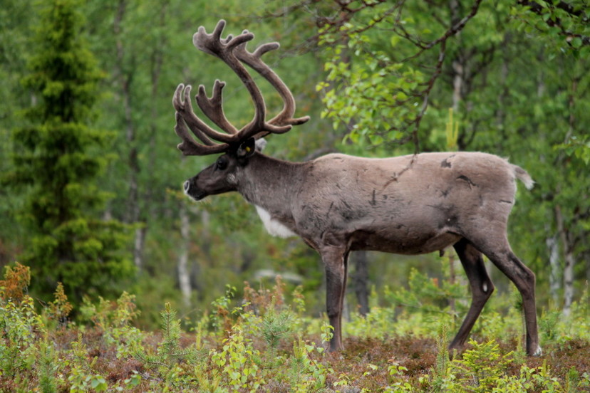 Poro Pohjois-Sallan paliskunnan mailla Tuntsan erämaassa. Kuva: Vesa Heikkinen.