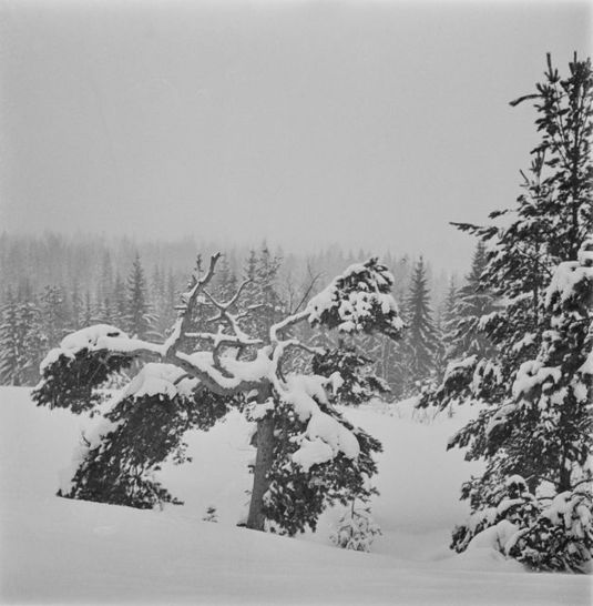 Mänty talvisessa metsämaisemassa. 1950. Kuva: Pekka Kyytinen. Museovirasto.