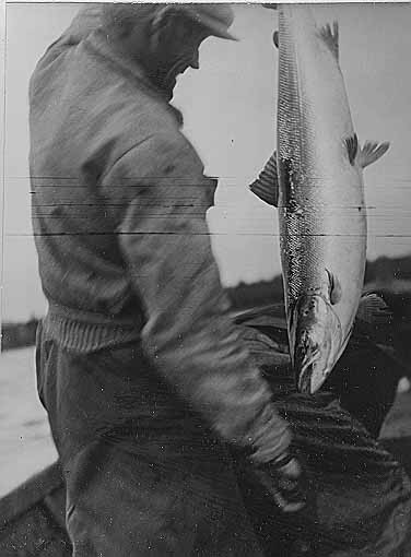 Kalastaja on saanut rysällään lohen. Simo, 1951. Kuva: Kersti Rechardt. Museovirasto. CC BY 4.0.