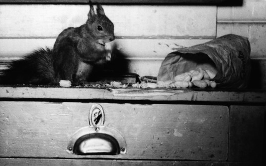 Orava jyrsimässä pähkinöitä metallijyrsijä Aarne Laakkosen työpöydällä Valmetin telakalla. Helsinki, 1956. Kuva: Elanto -lehden kokoelma. Aarne Laakkonen. Helsingin kaupunginmuseo. CC BY 4.0.