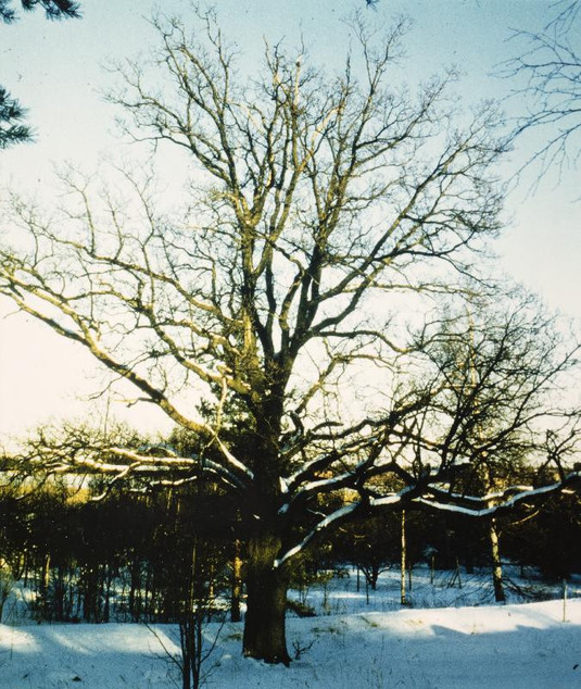 Torpan tammi Laajalahdessa. 1975–1982. Kuva: Espoon kaupunginmuseo. CC BY-ND 4.0.