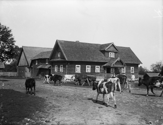 Lehmiä Pukin talon pihamaalla Inkerin Keltossa Virkkilän kylässä vuonna 1911. Kuva: Samuli Paulaharju. Museovirasto, Kansatieteen kuvakokoelma, Samuli Paulaharjun kokoelma.