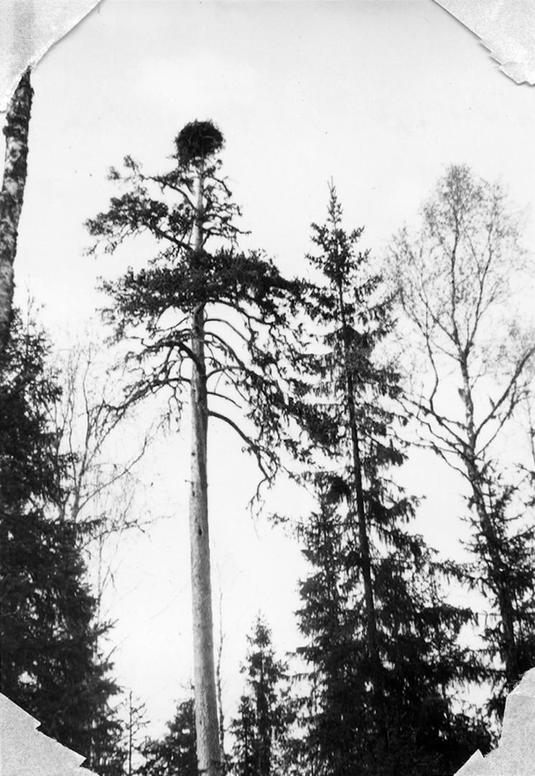 Kalasääsken pesä männyssä. Kuva: Edvard Holt. Suomen Metsästysmuseo. CC BY-NC-ND 4.0.