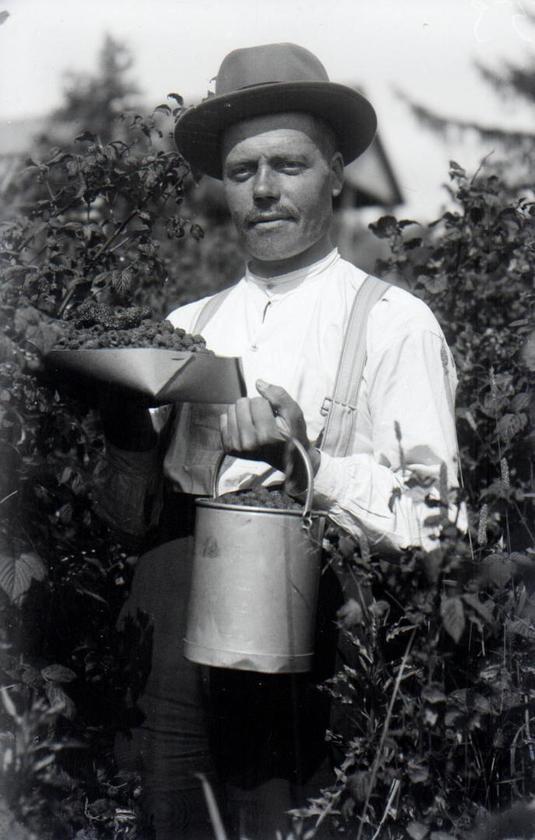 Vadelmanpoimija. Kuvaaja Elias Sirenius 1919. Nurmijärven museo.CC BY-NC-ND 4.0.