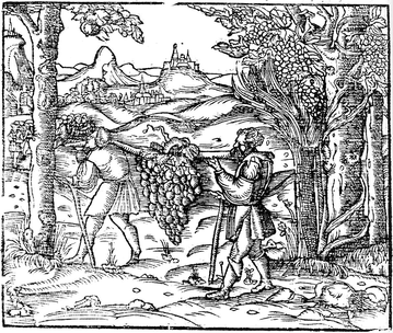 Vakoojat kantavat rypäleterttua Kaanaan maasta. Ruotsalaisen Raamatun kuvitusta vuodelta 1541.