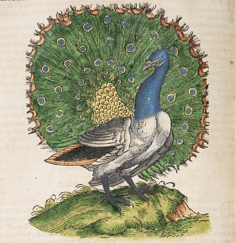 Riikinkukon kuva Conrad Gessnerin kirjan Historia animalium (1551-1558) saksankielisestä käännöksestä Thierbuch, joka sisältää myös linnuista kertovan osan Vogelbuchin (1581. Kuva: Turun museokeskus, Museoarkisto.CC BY-ND 4.0.