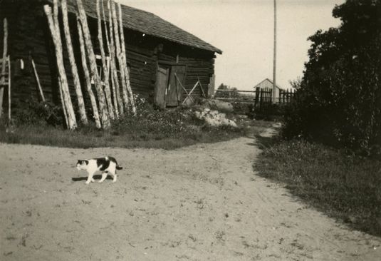 Kissa tallin luona Johansin tilalla Vantaalla. Kuva: Vantaan kaupunginmuseo. CC BY 4.0.