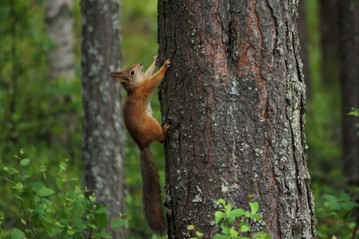 Orava kiipeää mäntyyn. Kuva: Vesa Heikkinen.