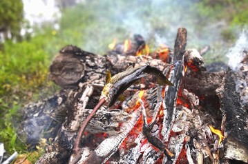 Tammukka paistuu tikussa nuotiolla. Kuva: Vesa Heikkinen.