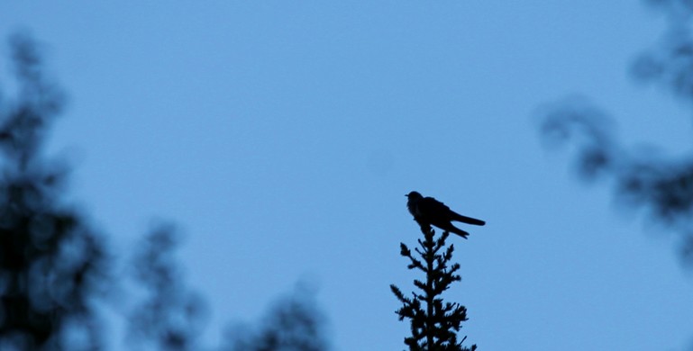 Käki kukkuu kuusen latvassa. Kuva: Vesa Heikkinen. Yksityiskohta.