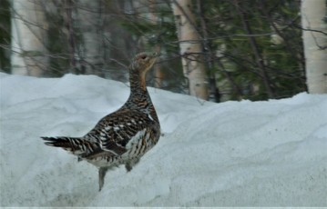 Koppelo keväisellä tienpenkalla auton ikkunan läpi kuvattuna. Kuva: Vesa Heikkinen.