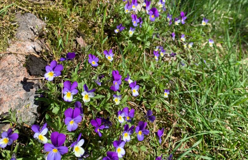 Orvokkeja ja nurmea kallioilla. Kuva: Elli Pihlajaniemi, Kotus. Kukka, kukat, nurmi, kesä