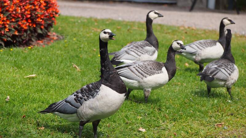 Viisi valkoposkihanhea puiston nurmikolla. Etualalla oleva hanhi ääntelee nokka auki. Taustalla punaisen oranssi kukkiva pensas.