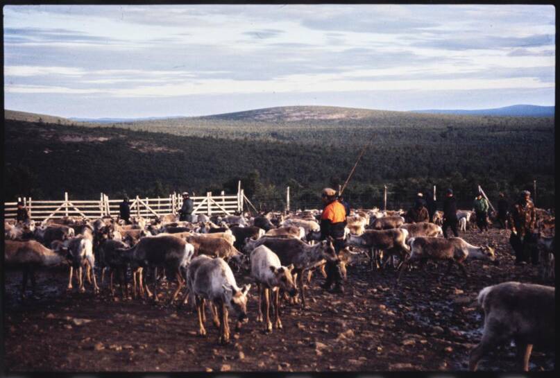 Poroeloa Urho Kekkosen kansallispuistossa 1980-luvulla. Kuva Urpo Häyrinen. Lusto, Suomen metsämuseo. CC BY 4.0