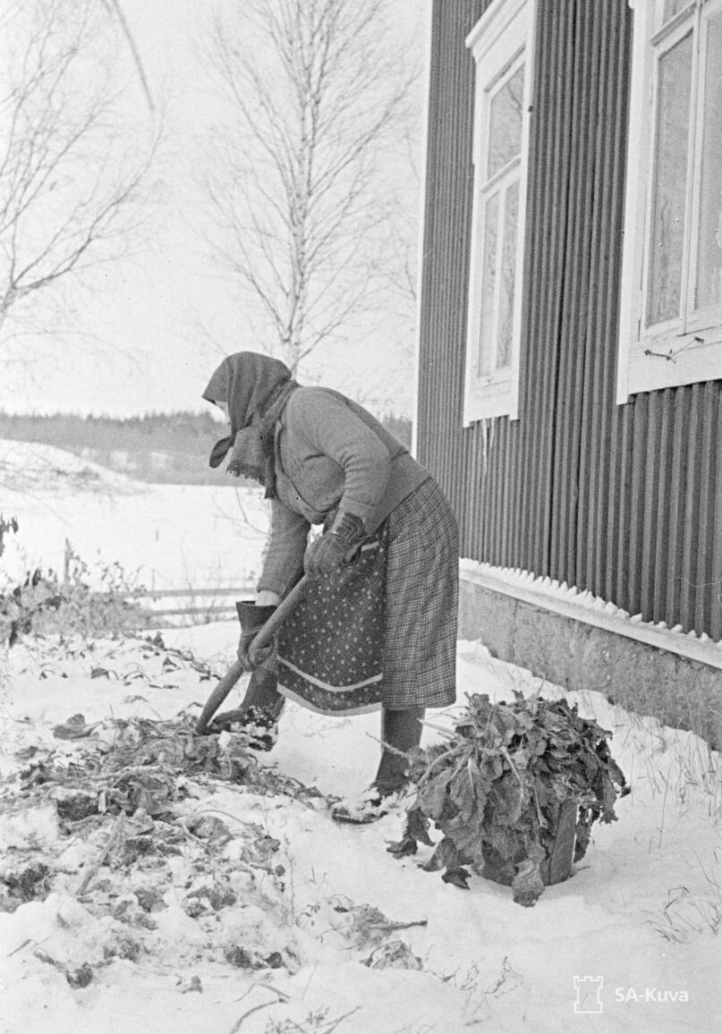 Kotiin palannut karjalalaisemäntä kaivaa lumen alta venäläisten istuttamia sikurijuuria kahvin jatkeeksi. Kuva: Sotilasvirkamies M. Persson 1941. Sotamuseo.