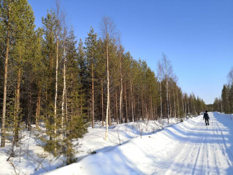 Istutusmetsää ja metsäautotiella kävelevä lapsi. Kuva Vesa Heikkinen.