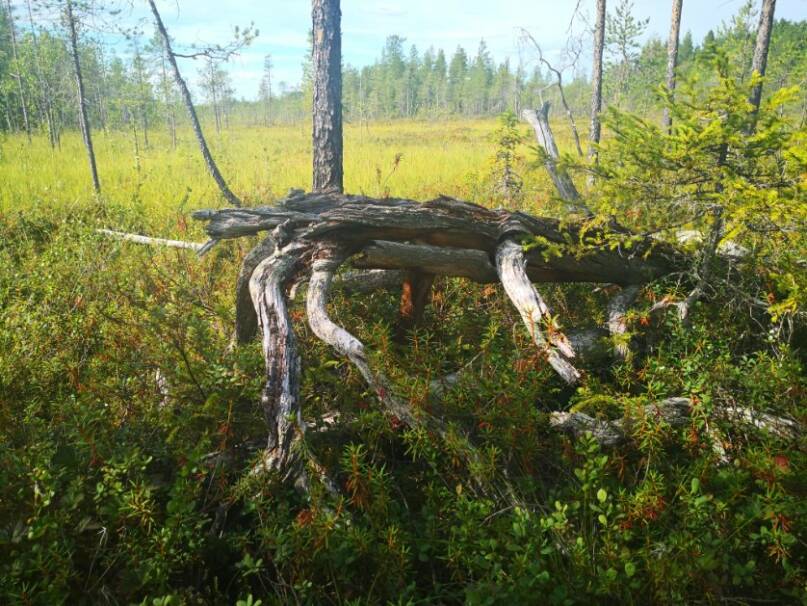 Kaatunut honka jängällä. Kuva: Vesa Heikkinen.