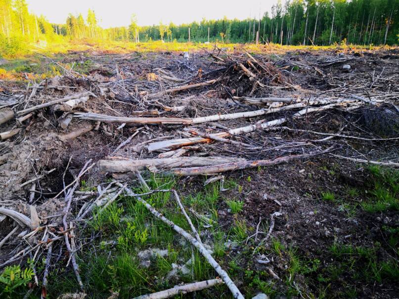 Avohakkuun jälkiä. Kuva: Vesa Heikkinen.