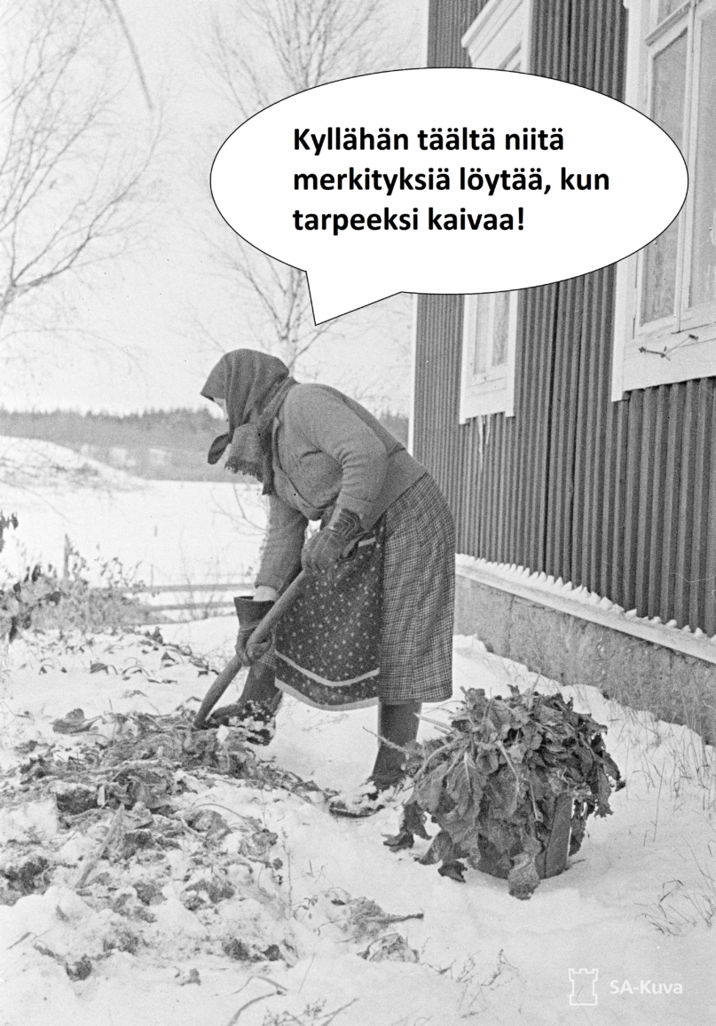 Alkuperäinen kuva: Karjalaisemäntä kaivaa lumen alta sikurinjuuria kahvin jatkeeksi. Kuva: Sotilasvirkamies M. Persson 1941. Sotamuseo. CC BY 4.0. Muokkaus: Stiina Laine, Kotus.