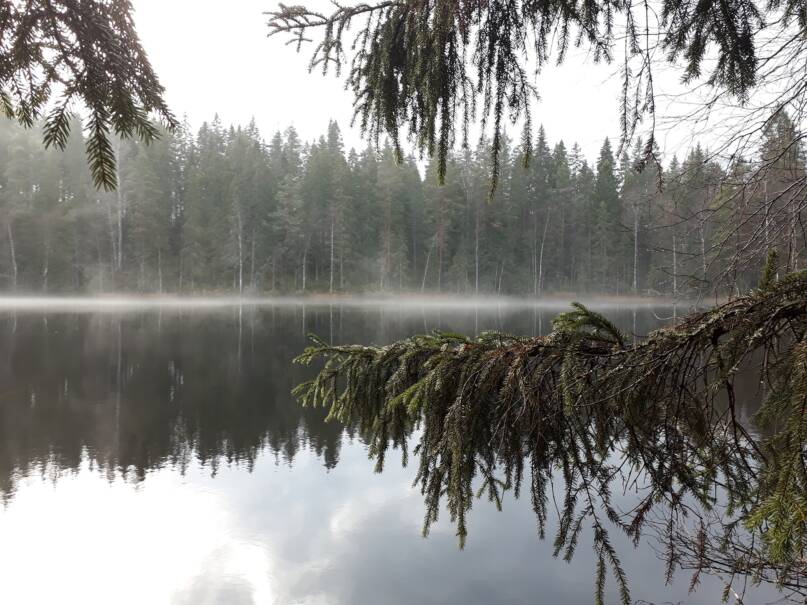 Usvainen järvi kuvattuna kuusenoksien lomasta.