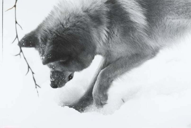 Koira kaivaa lunta. Kuva: Erkki Tuominen (kirjailija). Suomen metsästysmuseo.