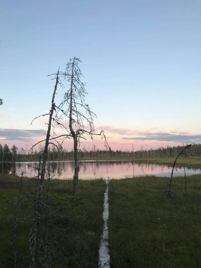 Suolampeen johtavat pitkospuut. Kuva: Reetta Juntunen, Kotus.