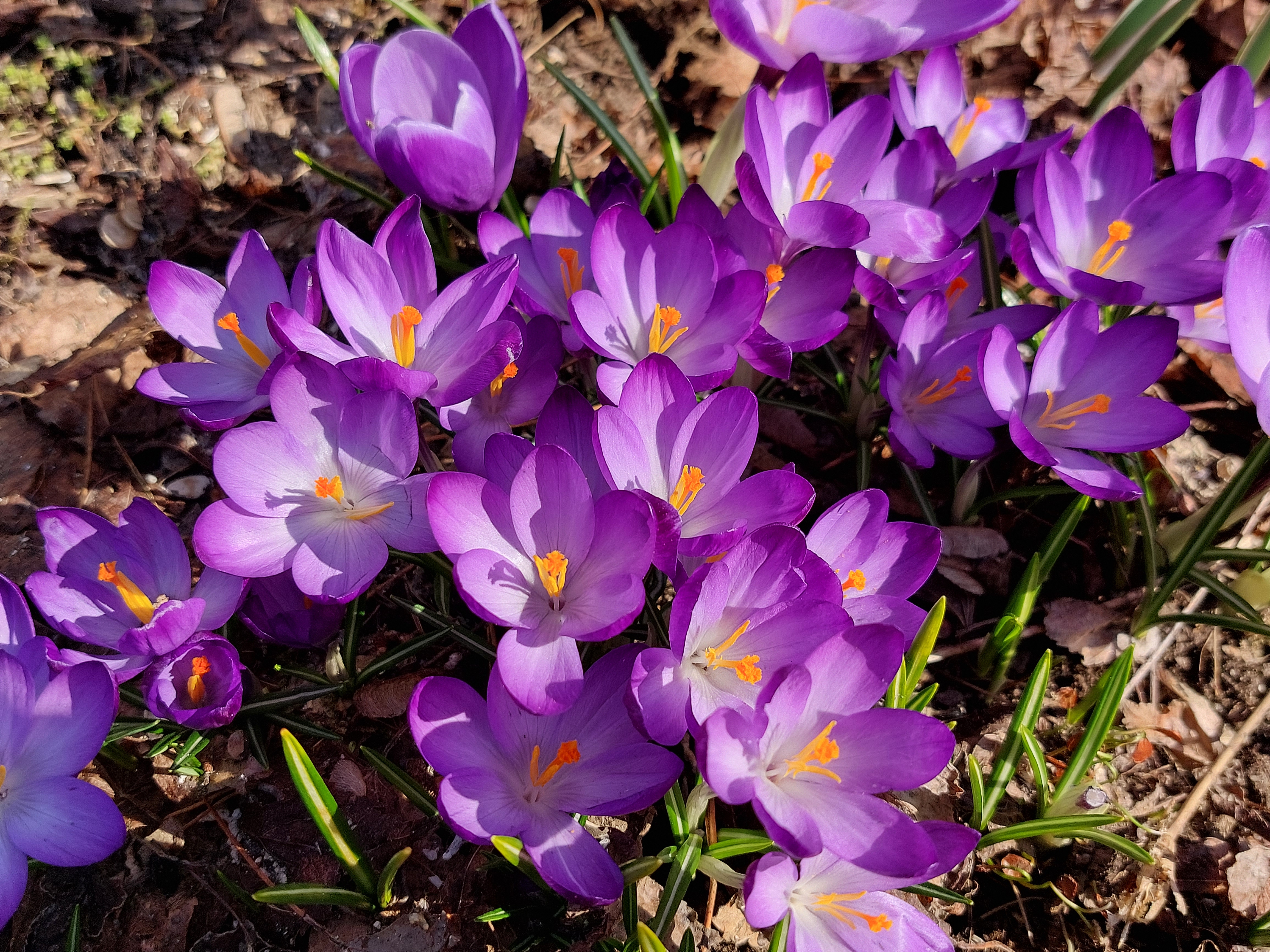 Kukkivia krookuksia. Kuva: Tiina Manni-Lindqvist, Kotus.