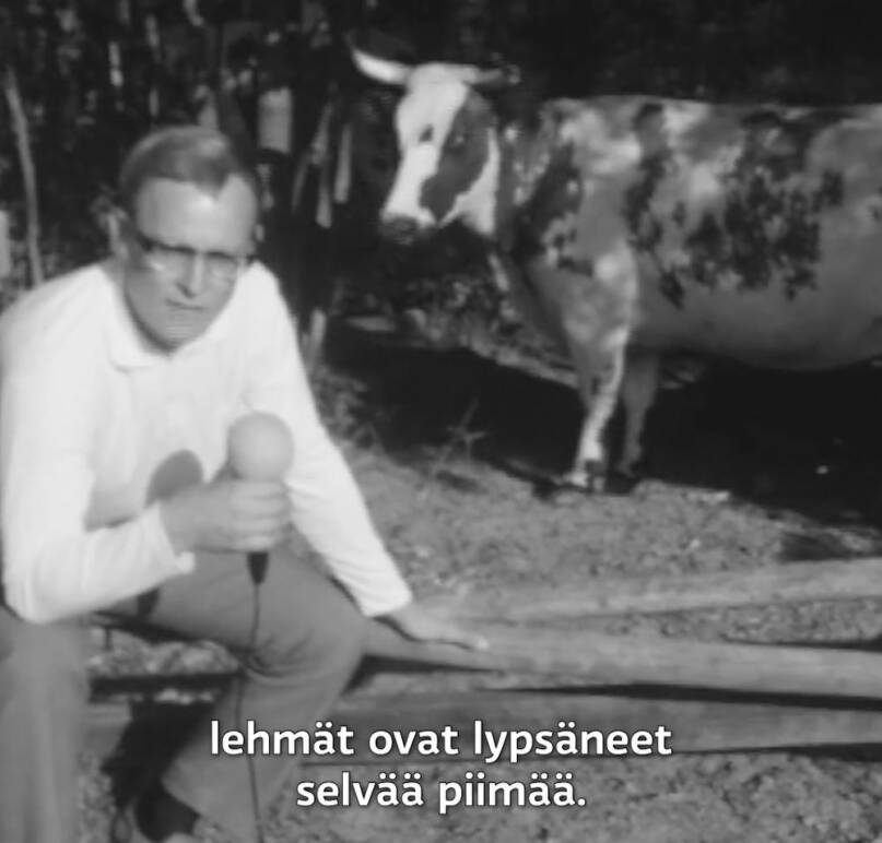 Toimittaja Hannu Karpo tekemässä mätäkuun juttua piimää lypsävistä lehmistä. 23.6.1966. Kuvakaappaus Ylen Elävästä arkistosta.