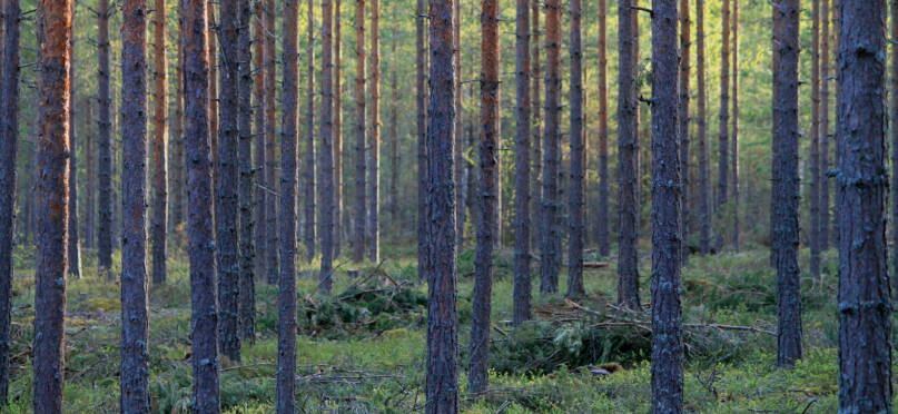 Metsässä taas. Kuva: Vesa Heikkinen, Kotus.