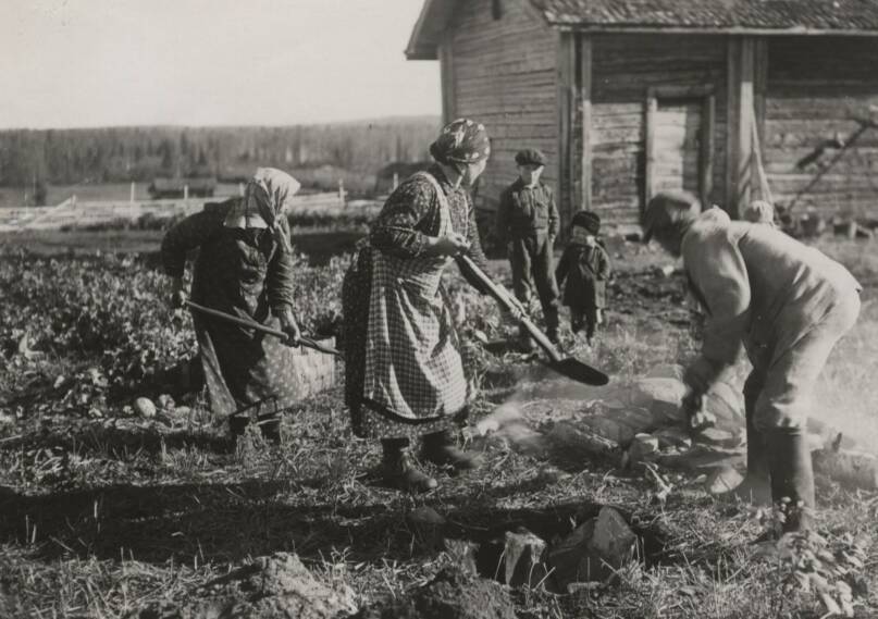 Ruumiin peittämistä kuumilla kivillä (Kiihtelysvaara). Kuva: Suomen murteiden sana-arkisto, Kotus.