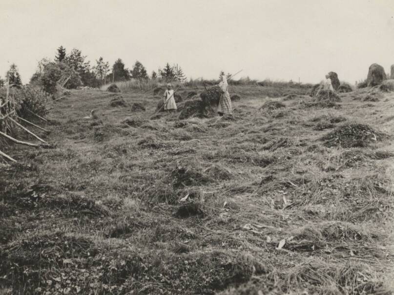 Heinäntekoa (Maaninka v.1928). Kuva: Suomen murteiden sana-arkisto, Kotus.