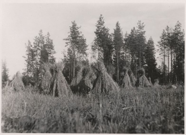 Kauraviisikko eli kuhilas, jossa on viisi lyhdettä. (Lemi v. 1934.) Kuva: Veikko Ruoppila. Suomen murteiden sana-arkisto, Kotus.