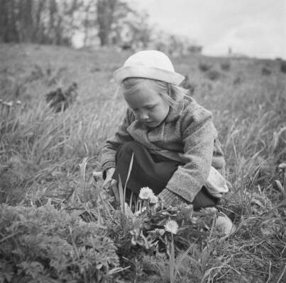 Pikkuneiti kukkia poimimassa hämeenkyläläiseltä pellolta. 1950–1959. Kuva: Pekka Kyytinen. Museovirasto. CC BY 4.0.