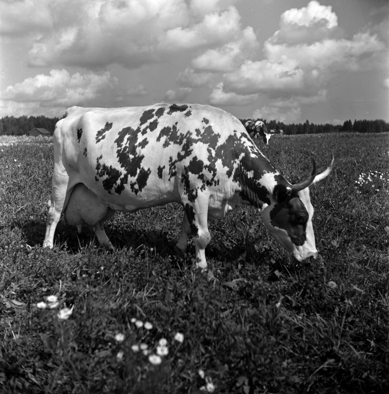 Lehmiä Backaksen tilalla, 1950. Kuva: Helsingin kaupunginmuseo. CC BY 4.0.