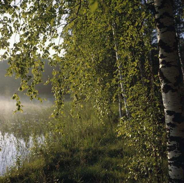 Kesäaamu järven rannalla. Kuva: Volker von Bonin. Museovirasto. CC BY 4.0.