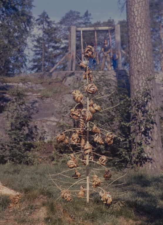 Tuohipallokokko Seurasaaressa (1977). Kuva: Olavi Ahonen. Helsingin kaupunginmuseo. CC BY 4.0.