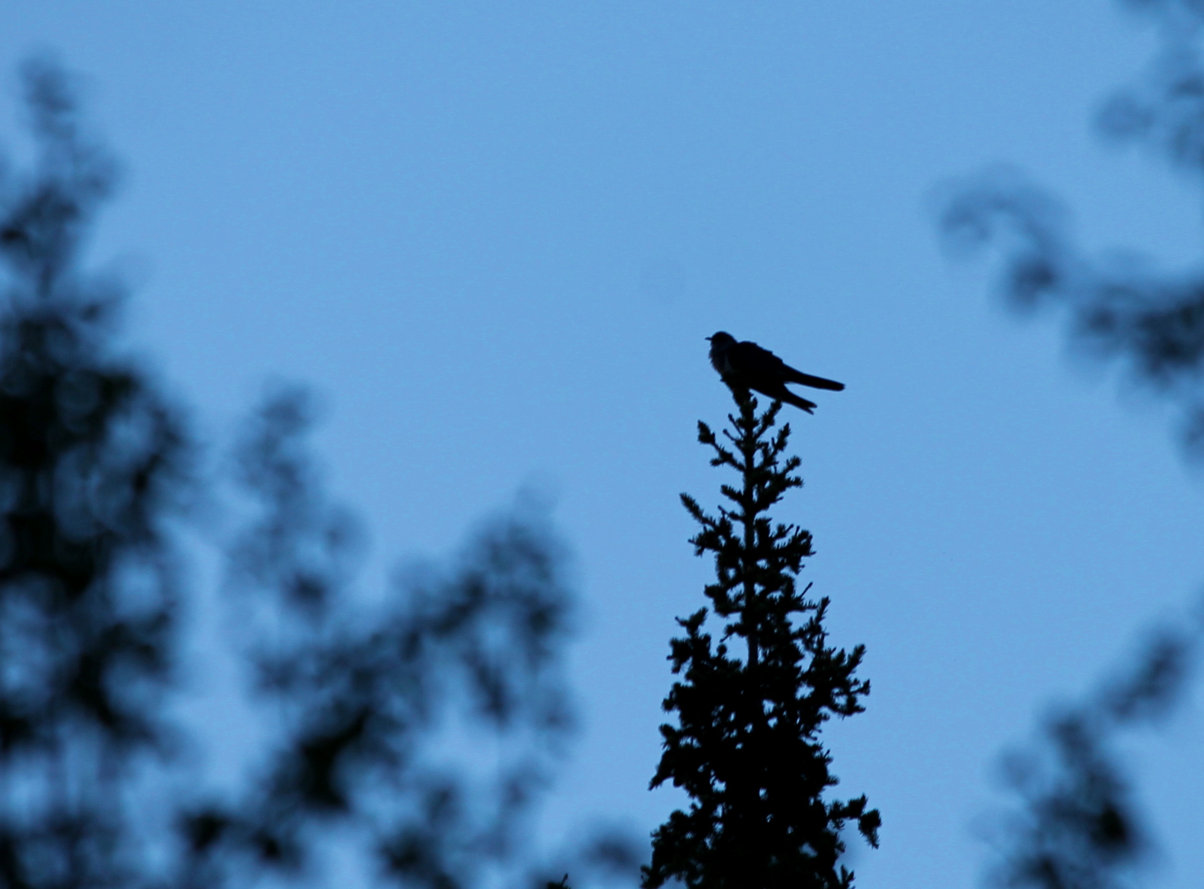 Käki kukkuu kuusen latvassa. Kuva: Vesa Heikkinen.